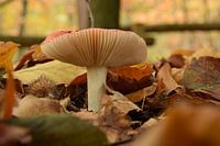 Mushroom