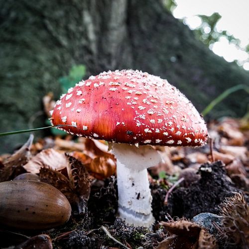 Classic Amanita Muscaria