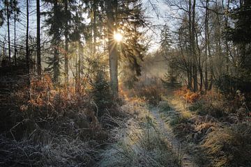 Winter in Beimoorwald Ahrensburg in Stormarn