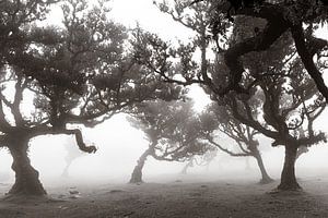 Mystic trees II