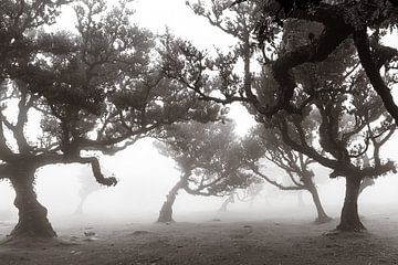 Mystic trees II von Michael Schulz-Dostal