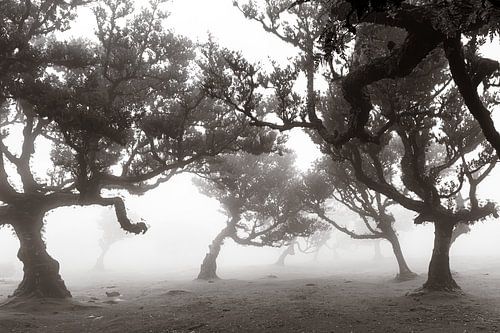 Arbres mystiques II