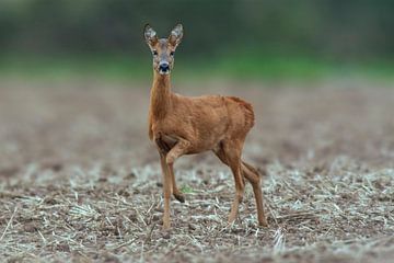 Female deer standing on harvested stubble field by Mario Plechaty Photography