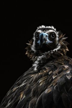 Le vautour africain ( Gyps Africanus ) sur Leny Silina Helmig