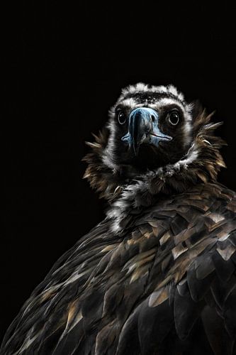 De Afrikaanse gier ( Gyps Africanus )