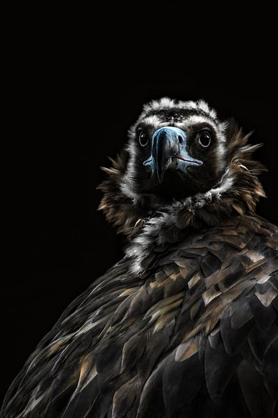 Le vautour africain ( Gyps Africanus ) par Leny Silina Helmig