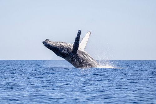 Springende walvis