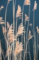 Waving reed