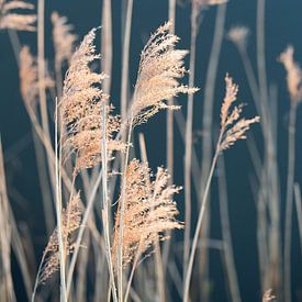 Wuivend riet - rietpluimen aan het water van Ellen Metz