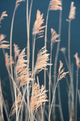 Wuivend riet - rietpluimen aan het water van Ellen Metz