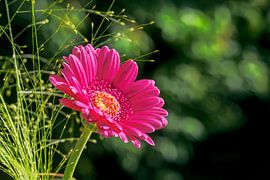 Red gerbera flower