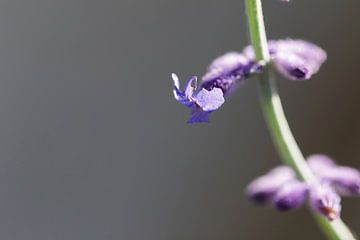 Fleur de lavande - Lavendula officinalis sur whmpictures .com