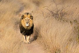 Milo, Löwe Simbabwe von Claudia van Zanten