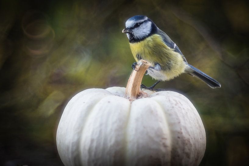 Blue Tit on Pumpkin by Jürgen Schmittdiel Photography