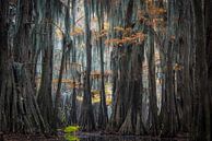 In de cypress swamps of Louisiana  van Jose Gieskes thumbnail