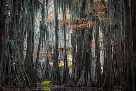 In den Zypressensümpfen von Louisiana  von Jose Gieskes