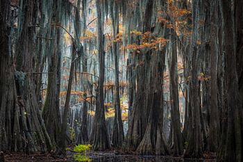 In de cypress swamps of Louisiana 