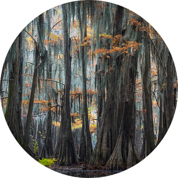 In de cypress swamps of Louisiana  van Jose Gieskes