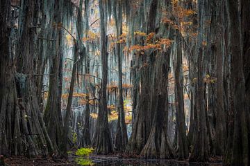 In de cypress swamps of Louisiana  van Jose Gieskes