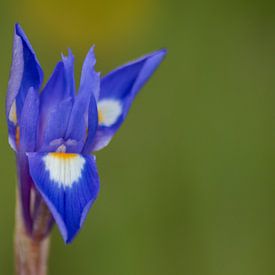 Deutsche Schwertlilie von Eline Snijder