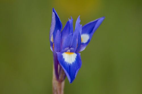 Bearded Iris