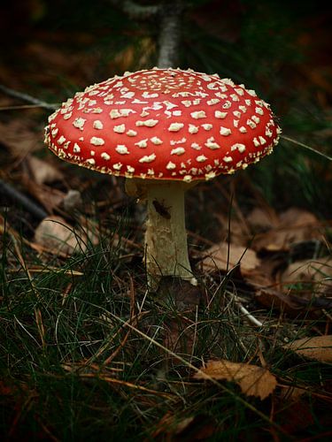 Fliegenpilz