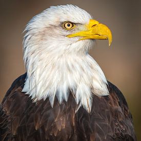 Weißkopfseeadler von Andy van der Steen - Fotografie