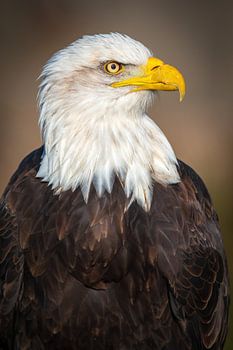 American bald eagle