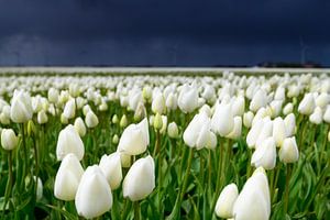 Tulipes dans une tempête de printemps fleurissant dans un champ sur Sjoerd van der Wal Photographie
