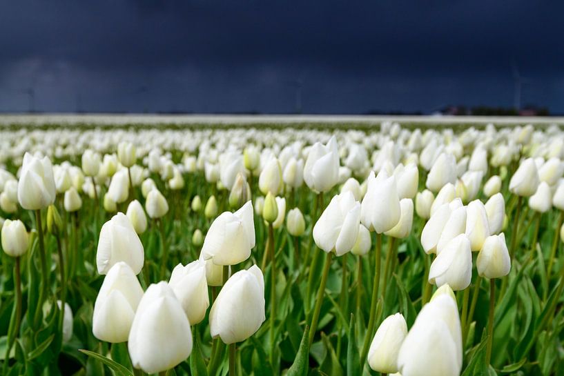 Tulpen bloeiend in een veld tijdens een lentestorm van Sjoerd van der Wal Fotografie