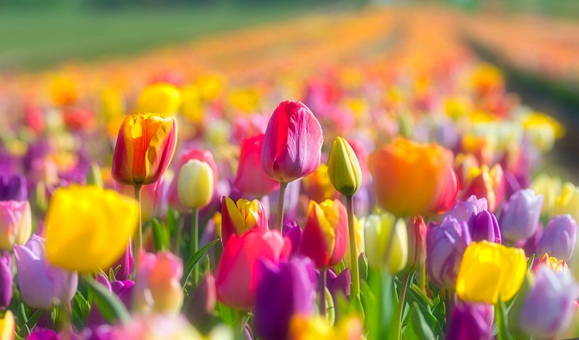 Tulpenveld van mh-photografie