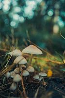 Mushrooms
