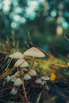 Paddenstoelen van Jeroen van Ingen