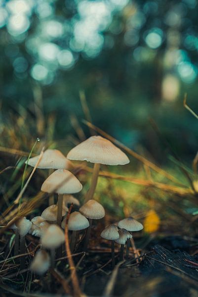 Mushrooms by Jeroen van Ingen