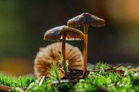 Pilze auf dem Moos von Mark Bolijn Miniaturansicht
