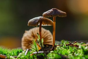 Pilze auf dem Moos