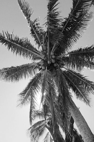 View Palm Tree by Walljar