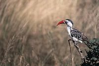 Pic à bec rouge du nord-est à l'affût - Serengeti, Tanzanie