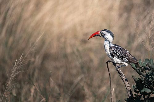 Nordöstlicher Rotschnabelspecht auf der Suche - Serengeti, Tansania