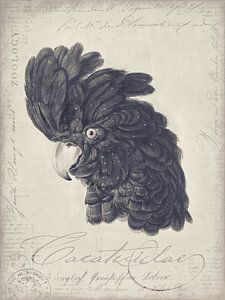 Vintage Cockatoo