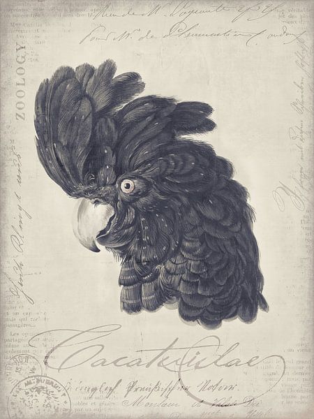 Vintage kaketoe van Andrea Haase