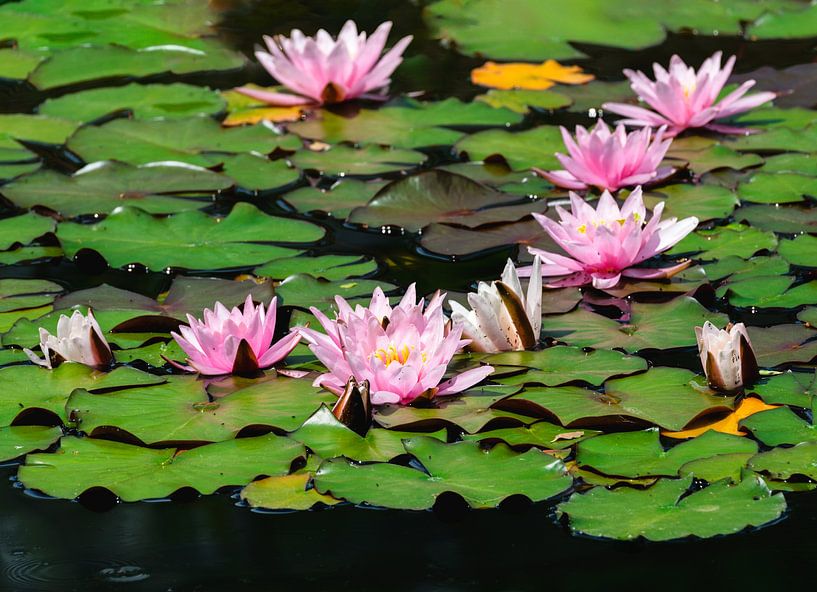 Pink water lily by ManfredFotos