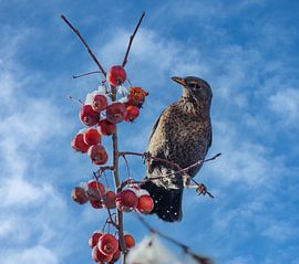 Blackbird in snow-covered apple tree