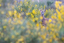 Deer in broom bush by Andius Teijgeler