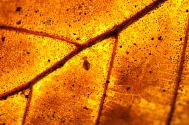 Queue de printemps sur une feuille d'automne brûlante sur Thijs van den Burg