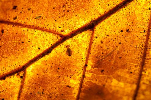 Springstaartje op vurig herfstblad