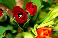 rubeum tulips von Michael Nägele Miniaturansicht