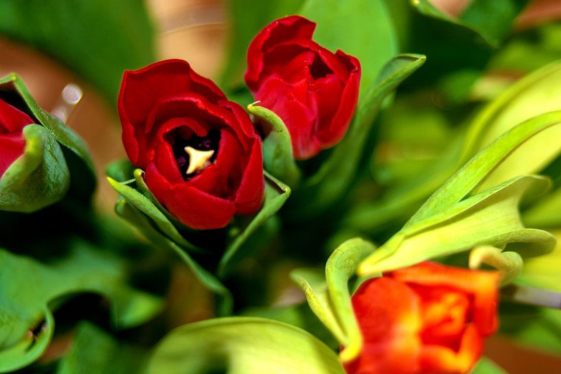 rubeum tulips von Michael Nägele