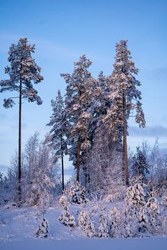 Winterwonderland van Helga Golubew