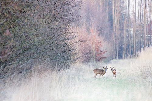 Reeën in park Lingezegen